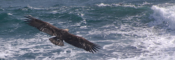 soaring Bald eagle